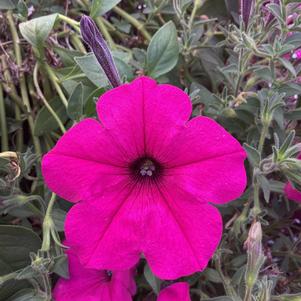 Petunia 'Purple'
