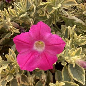 Petunia 'Pink Lemonade'