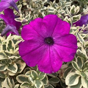 Petunia 'Grape'