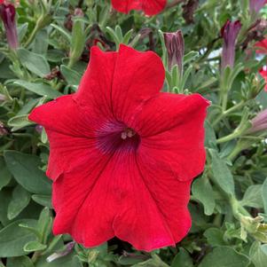 Petunia 'Red'