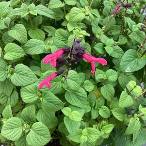 Salvia 'Jammi'n Jazz'