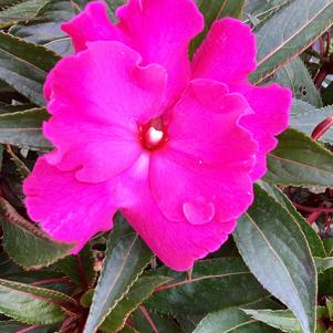 Impatiens - New Guinea 'Purple 2022'