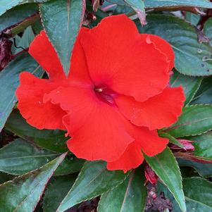 Impatiens - New Guinea 'Orange 2022'