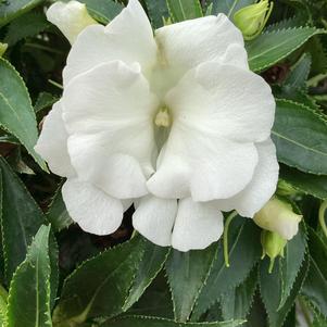 Impatiens - New Guinea 'White 2022'