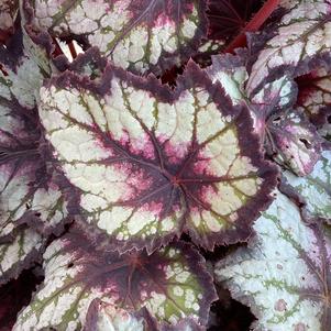 Begonia 'Night Owl'
