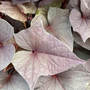 Ipomoea, Sweet Potato 'Black Maple'