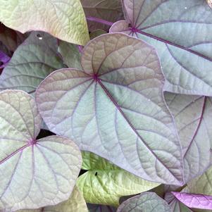 Ipomoea, Sweet Potato 'Heart Chestnut'