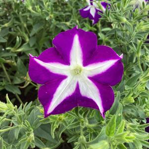 Petunia 'Blue Star'