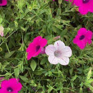 Petunia 'Silver Surprise'