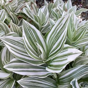 Tradescantia 'White'