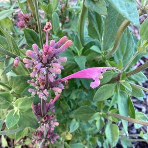 Agastache 'Rose'