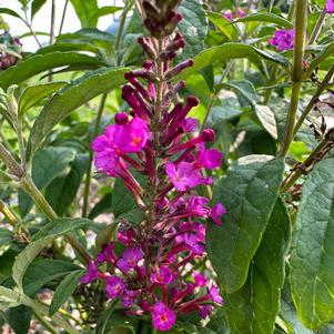 Buddleja 'Raspberry'