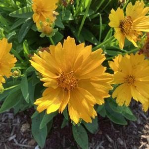 Coreopsis 'Giant Gold'