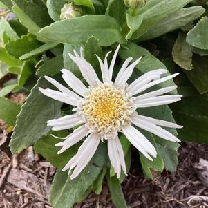 Leucanthemum 'Carpet Angel Daisy&reg;'