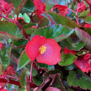 Begonia 'Red on Green (seed)'