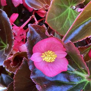 Begonia 'Rose on Bronze (seed)'