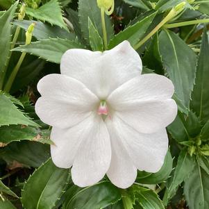 Impatiens - hybrida 'Classic White'