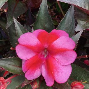 Impatiens - hybrida 'Red Candy'