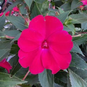 Impatiens - hybrida 'Rose Glow'