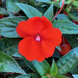 Impatiens - hybrida 'Orange Imp'