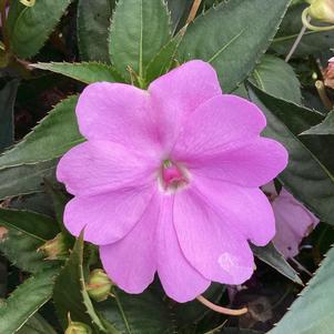 Impatiens - hybrida 'Orchid'