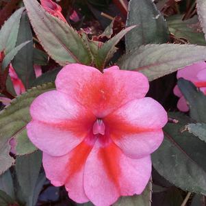 Impatiens - hybrida 'Peach Candy'