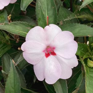Impatiens - hybrida 'Sweetheart White'