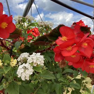 Combinations 'Begonia Lantana Mix'