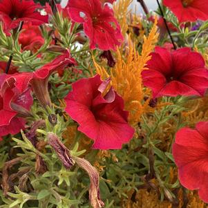 Combinations 'Petunia Celosia 1'