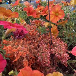 Combinations 'Petunia Celosia 2'