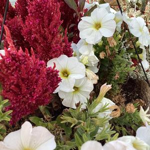Combinations 'Petunia Celosia 3'