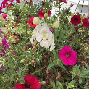 Combinations 'Petunia Mix 5'