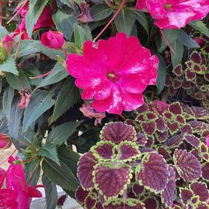 Combinations 'Petunia Mix 6'