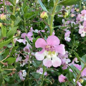 Angelonia 'Bicolor Pink IMP'