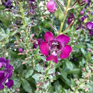 Angelonia 'Grape'