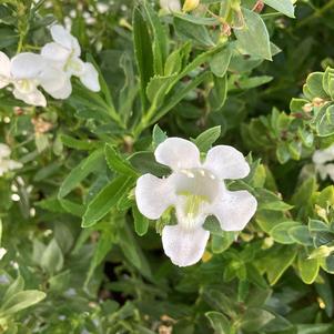 Angelonia 'Snow'