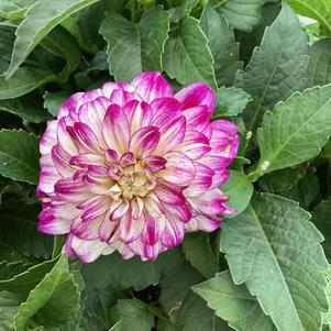 Dahlia 'Abstract Fuchsia'