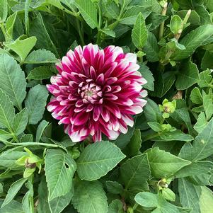 Dahlia 'Burgundy Lace'