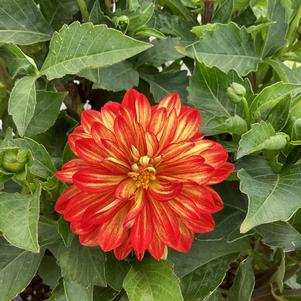 Dahlia 'Orange Flare'