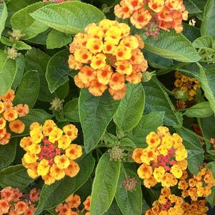 Lantana 'Citrine'