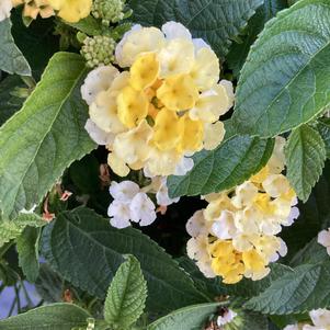 Lantana 'Lemon Quartz'