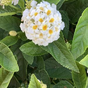 Lantana 'Pearl'