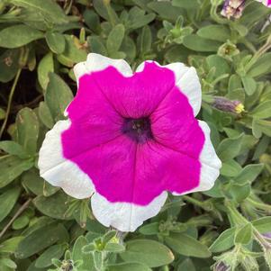 Petunia 'RIMarkable&trade;'