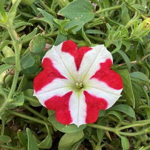 Petunia 'King of Hearts IMP'