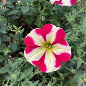 Petunia 'Queen of Hearts'