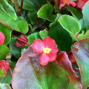 Begonia 'Red (seed)'
