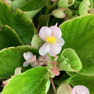 Begonia 'Pink (seed)'