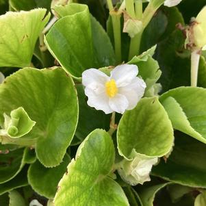 Begonia 'White (seed)'