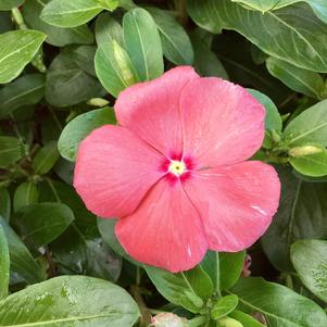 Vinca (Catharanthus) 'Peach (seed)'