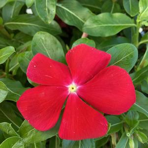 Vinca (Catharanthus) 'Scarlet Eye (seed)'